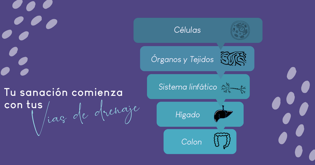 Vias de drenaje de desintoxicacion